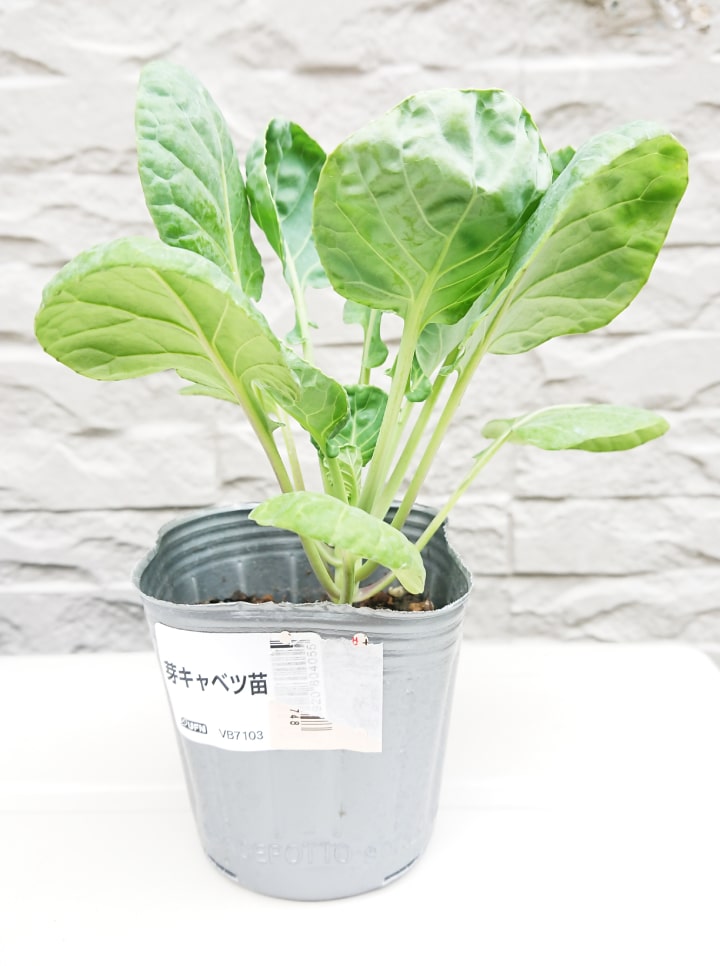 芽キャベツの苗