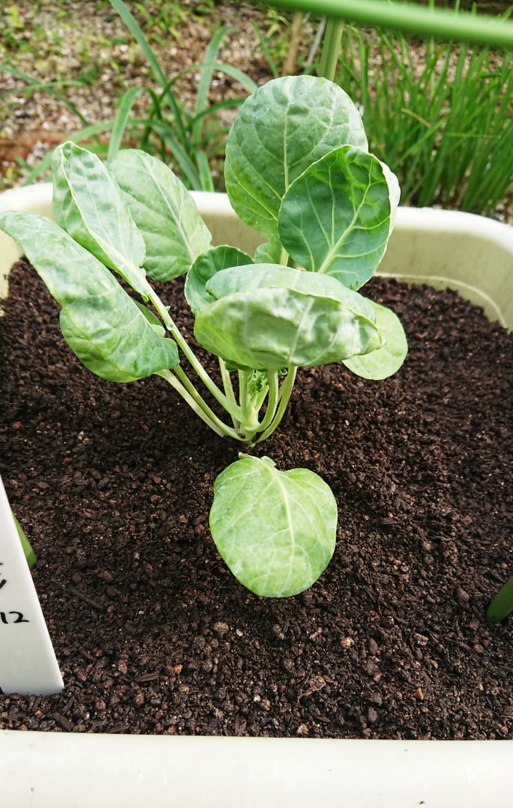 植え付け